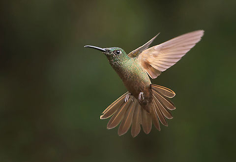Fawn-breasted Brilliant Dapa, Valle Del Cauca
2100 m Boissonneaua flavescens,Buff-tailed coronet,Fawn-breasted brilliant,Heliodoxa rubinoides