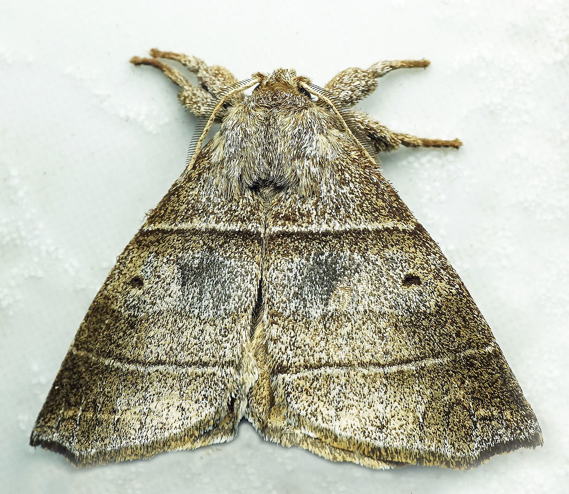 #882 Dapa, Valle Del Cauca<br />
2100 m<br />