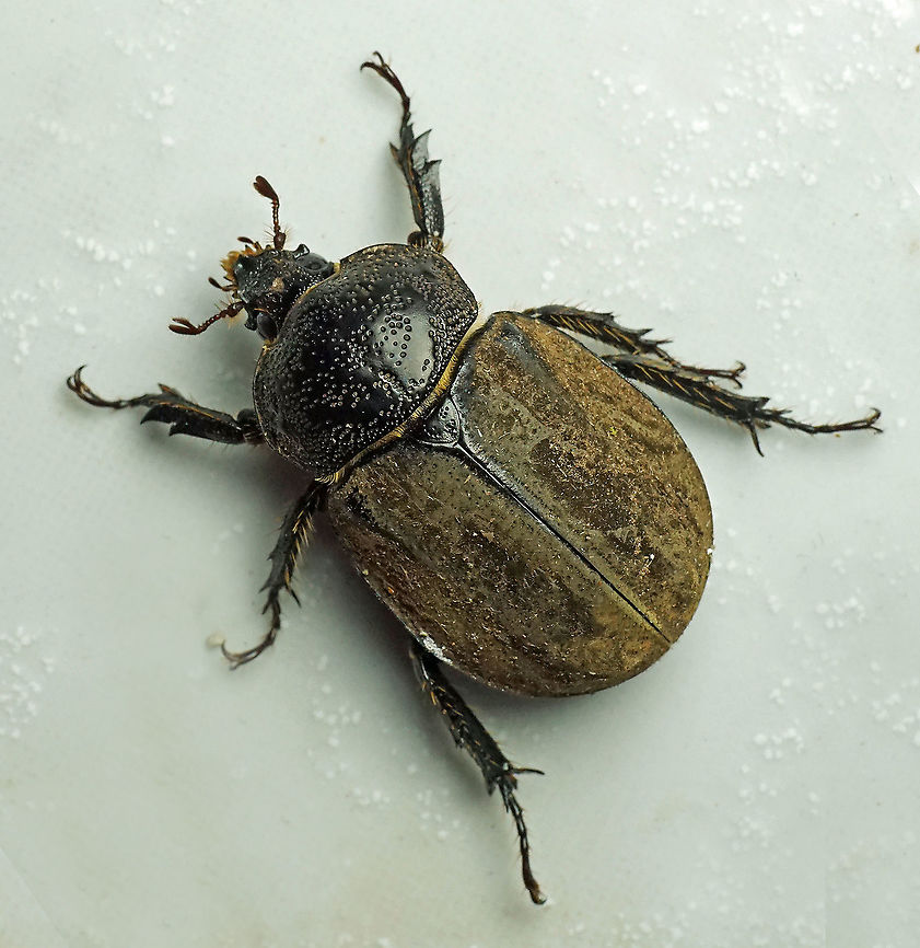 Lycomedes hirtipes Dapa, Valle Del Cauca<br />
2100 m Lycomedes hirtipes