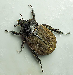 Lycomedes hirtipes Dapa, Valle Del Cauca
2100 m Lycomedes hirtipes