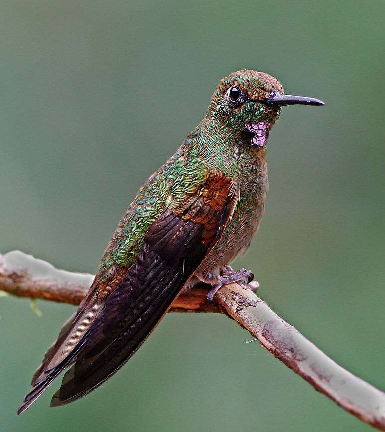 Fawn-breasted Brillant Dapa, Valle Del Cauca<br />
2100 m Fawn-breasted brilliant,Heliodoxa rubinoides