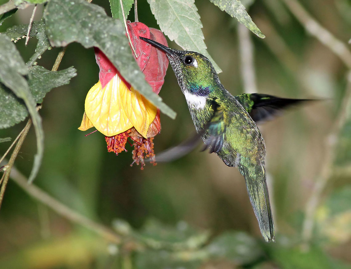 White-throated Daggerbill Dapa, Valle Del Cauca<br />
2100 m Schistes albogularis,White-throated daggerbill