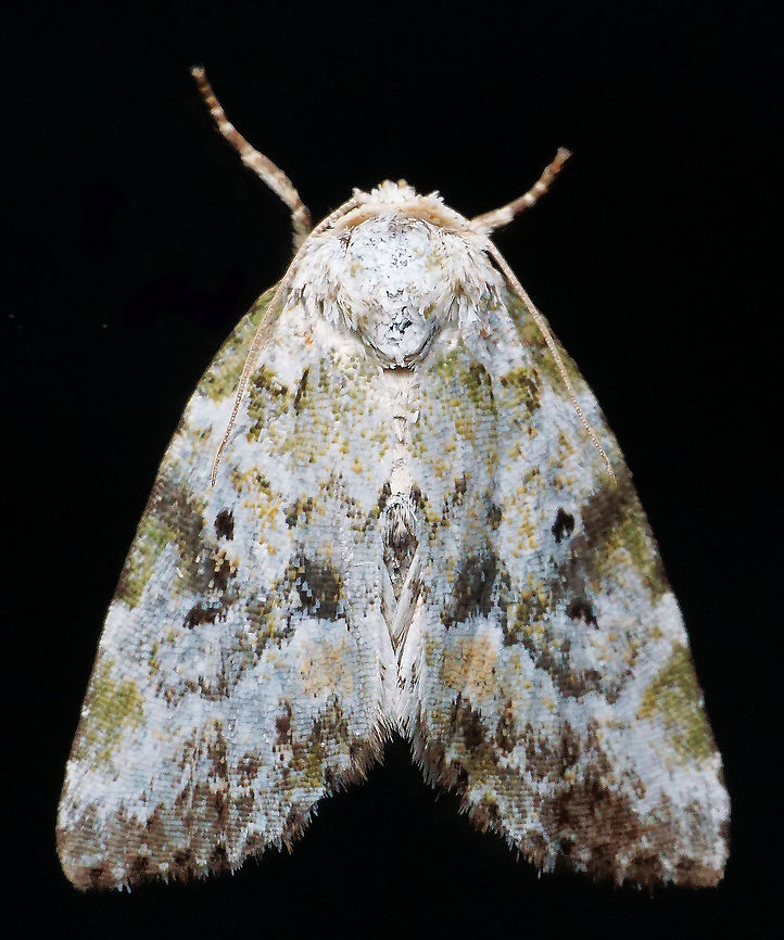 #883 Dapa, Valle Del Cauca<br />
2100 m