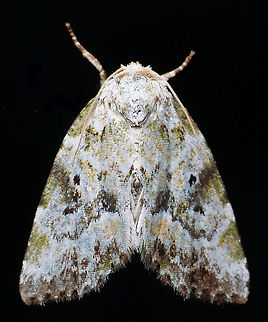 #883 Dapa, Valle Del Cauca
2100 m