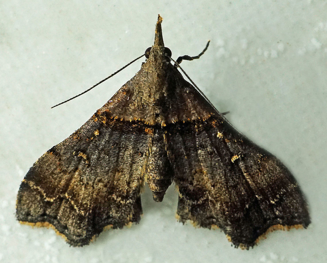 Lascoria sp. Dapa, Valle Del Cauca<br />
2100 m