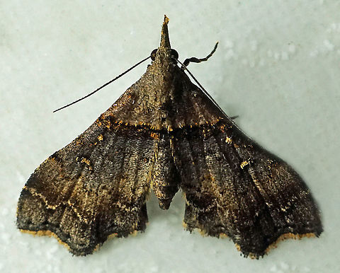 Lascoria sp. Dapa, Valle Del Cauca
2100 m