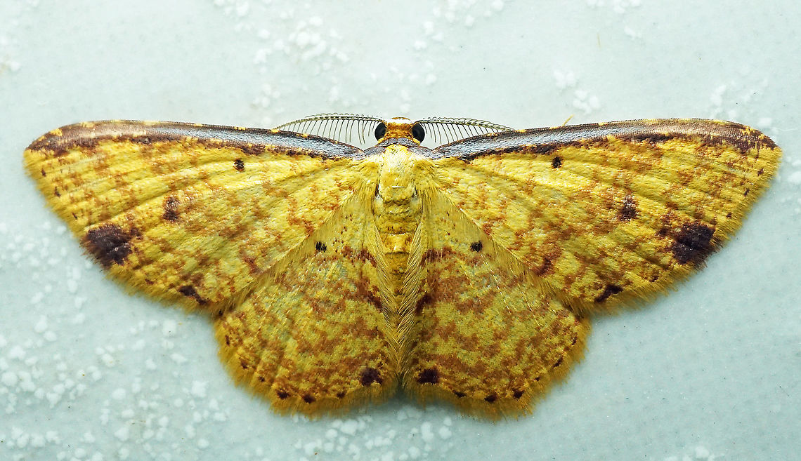 Eois sp. Dapa, Valle Del Cauca<br />
2100 m