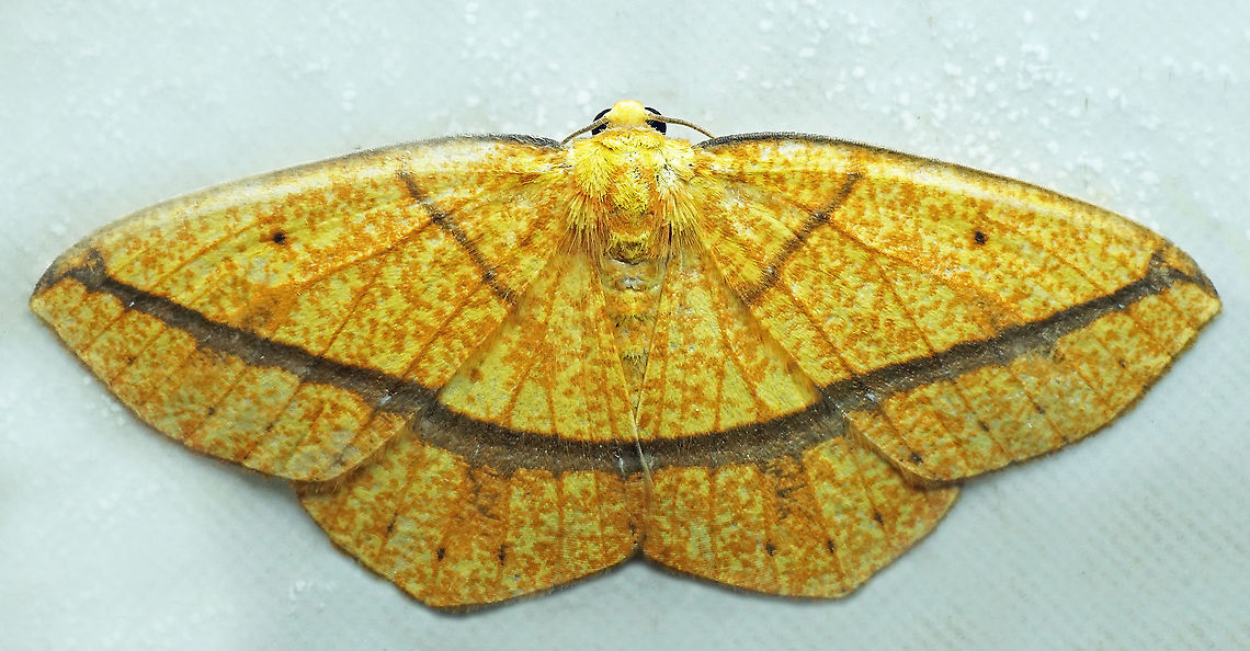 Periclina ignea Dapa, Valle Del Cauca<br />
2100 m Periclina ignea