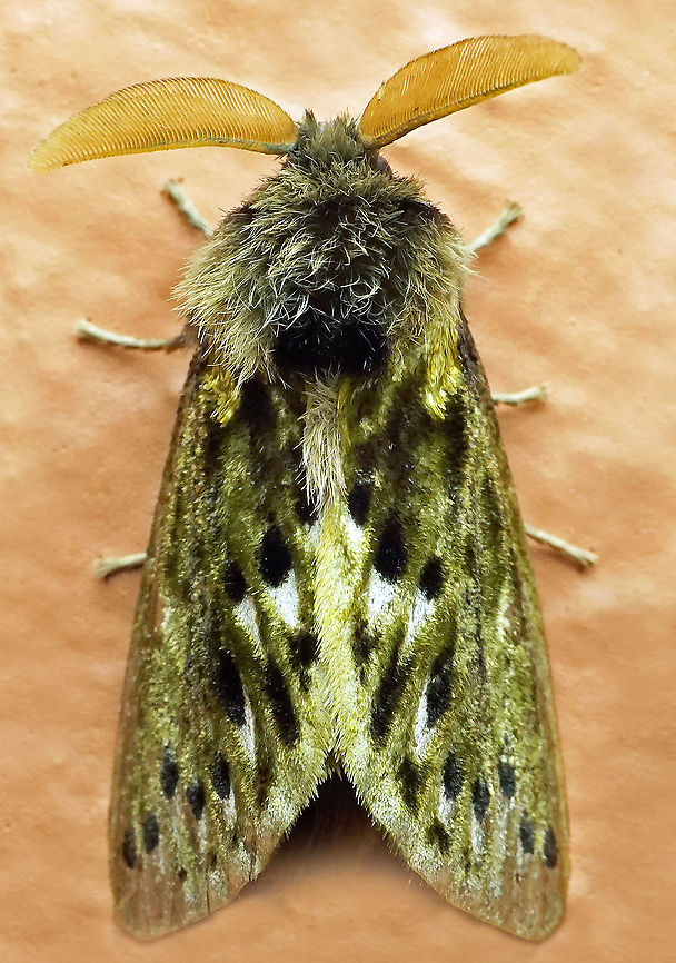 #884 Dapa, Valle Del Cauca<br />
2100 m