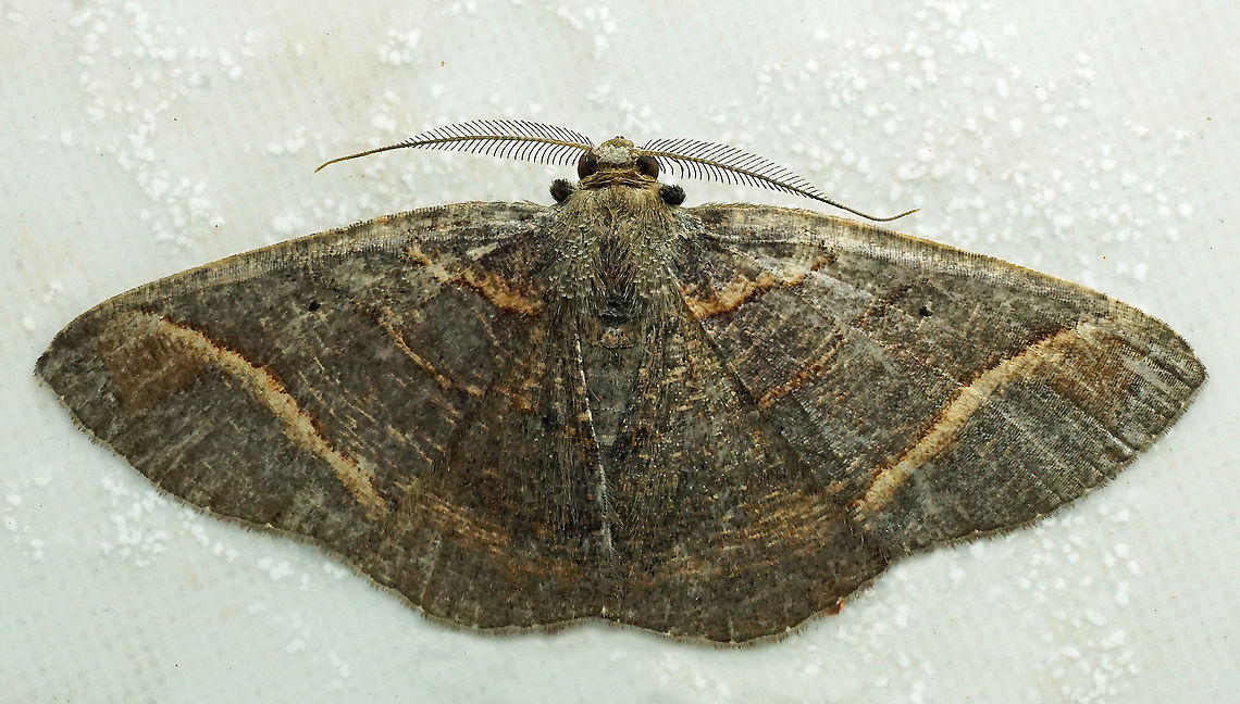 #885 Dapa, Valle Del Cauca<br />
2100 m