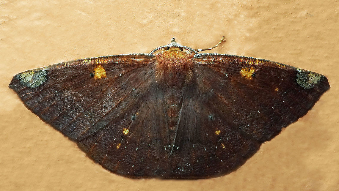 Herbita sp. Dapa, Valle Del Cauca<br />
2100 m