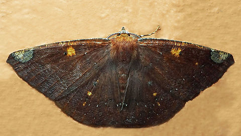 Herbita sp. Dapa, Valle Del Cauca
2100 m