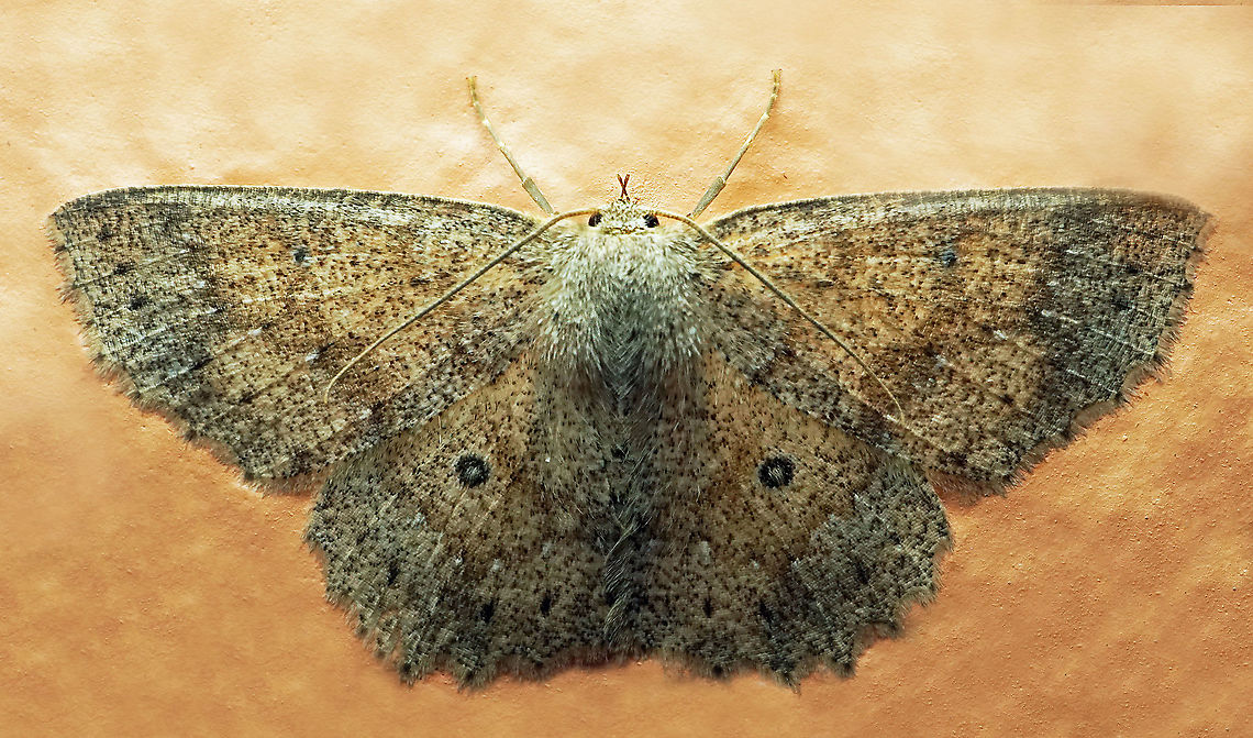 Cyclophora sp. Dapa, Valle Del Cauca<br />
2100 m