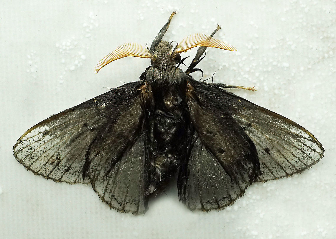 #889 Dapa, Valle Del Cauca<br />
2100 m