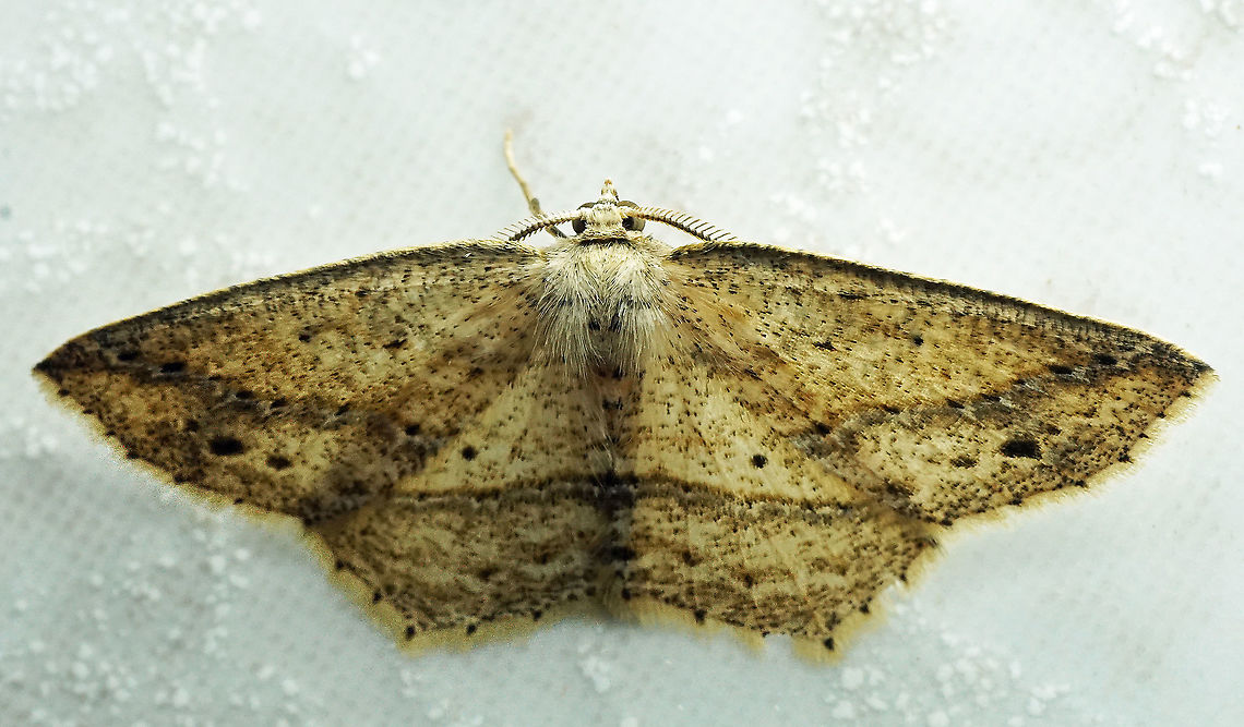 #886 Dapa, Valle Del Cauca<br />
2100 m