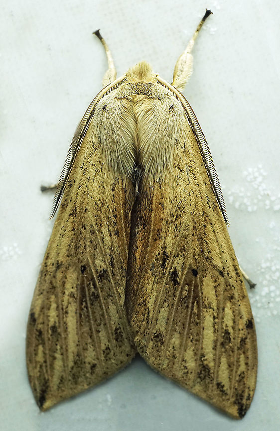 #887 Dapa, Valle Del Cauca<br />
2100 m