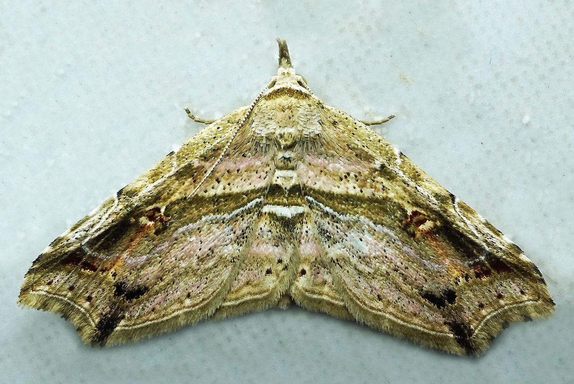 #888 Dapa, Valle Del Cauca<br />
2100 m