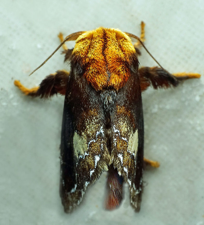 Miresa clarissa Dapa, Valle Del Cauca<br />
2100 m Miresa clarissa