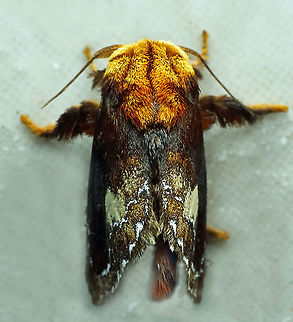 Miresa clarissa Dapa, Valle Del Cauca
2100 m Miresa clarissa