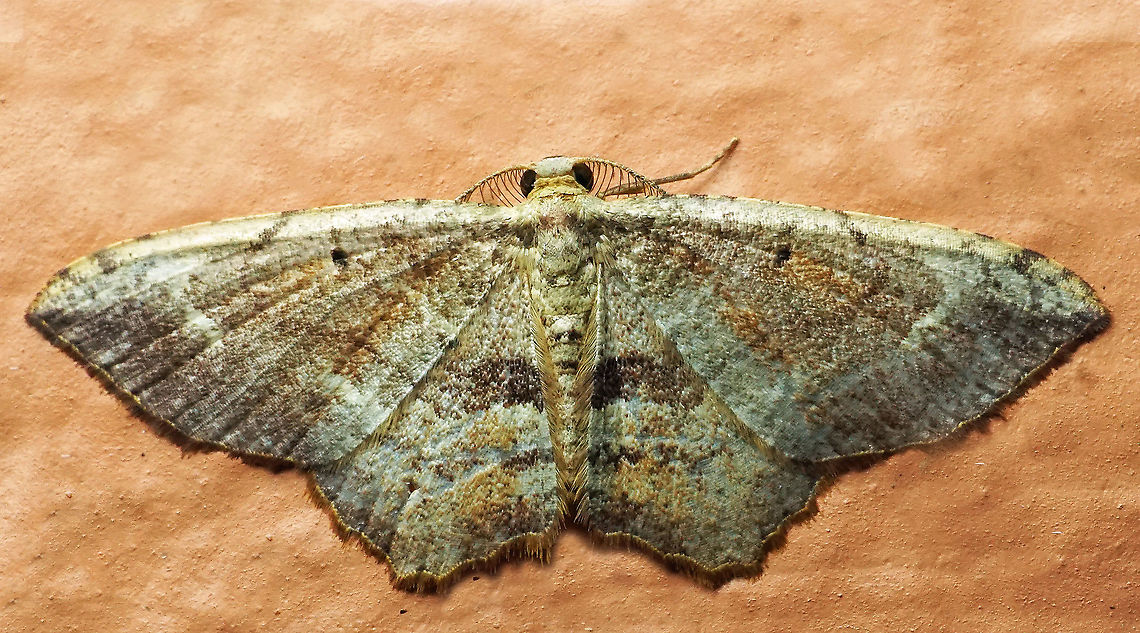 #890 Dapa, Valle Del Cauca<br />
2100 m