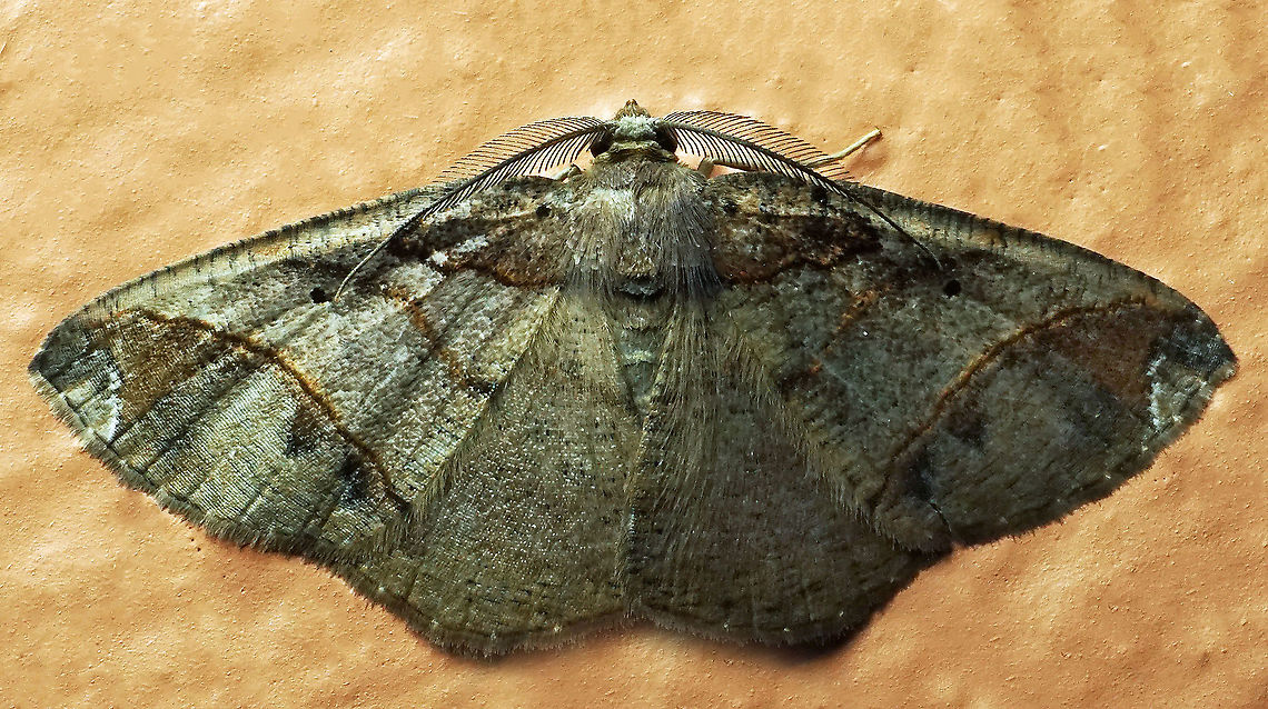 #891 Dapa, Valle Del Cauca<br />
2100 m