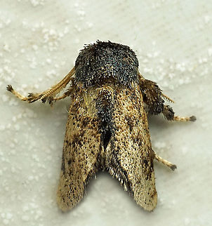 #892 Dapa, Valle Del Cauca
2100 m