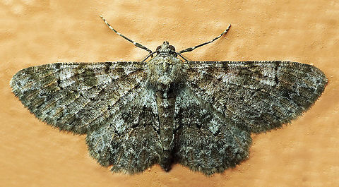 #893 Dapa, Valle Del Cauca
2100 m