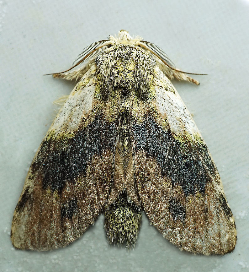 Syntypistis sp. Dapa, Valle Del Cauca<br />
2100 m