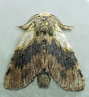 Syntypistis sp. Dapa, Valle Del Cauca
2100 m