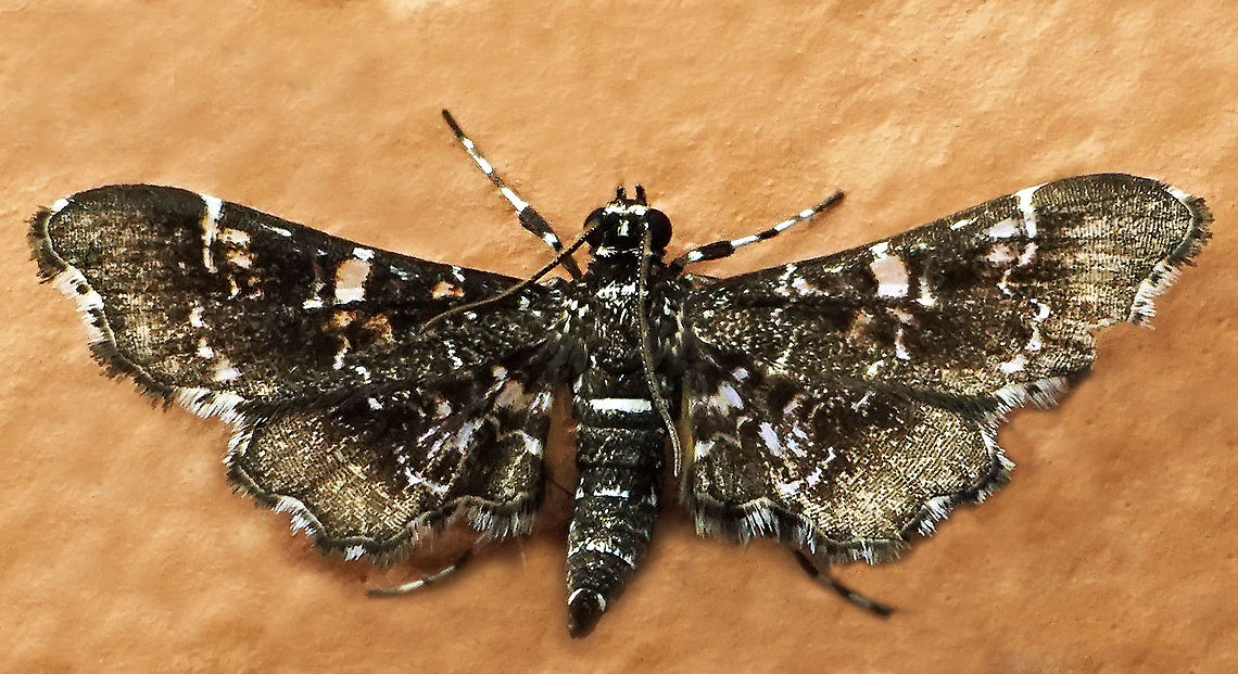 #895 Dapa, Valle Del Cauca<br />
2100 m