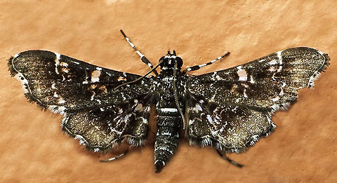 #895 Dapa, Valle Del Cauca
2100 m