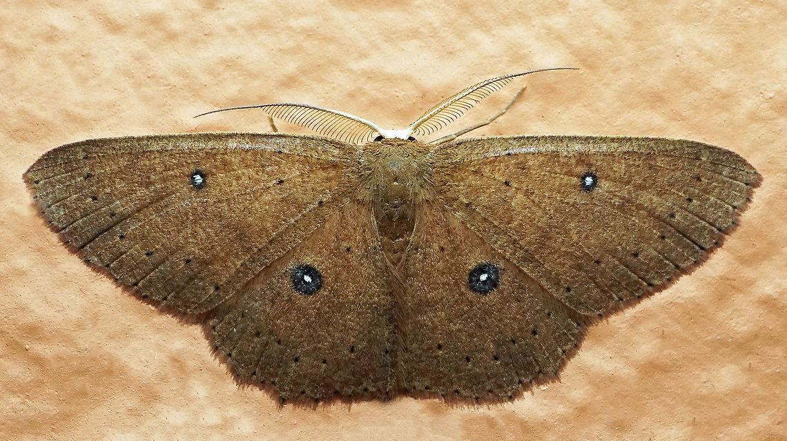 Cyclophora sp. Dapa, Valle Del Cauca<br />
2100 m