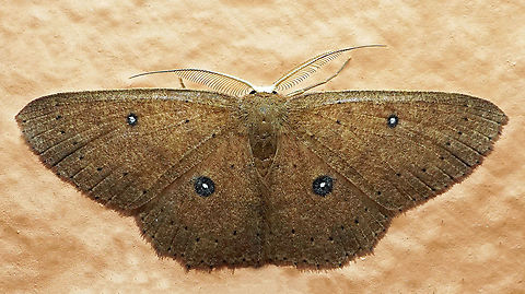 Cyclophora sp. Dapa, Valle Del Cauca
2100 m