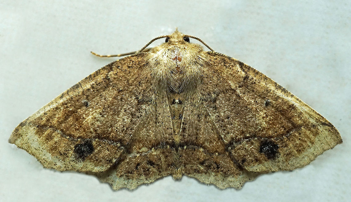 #897 Dapa, Valle Del Cauca<br />
2100 m