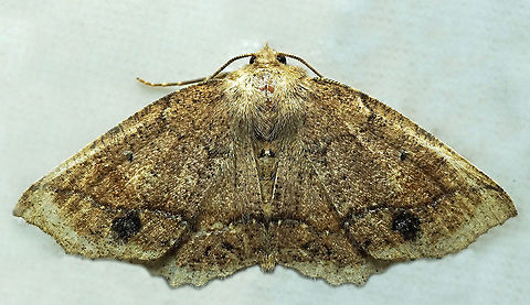 #897 Dapa, Valle Del Cauca
2100 m