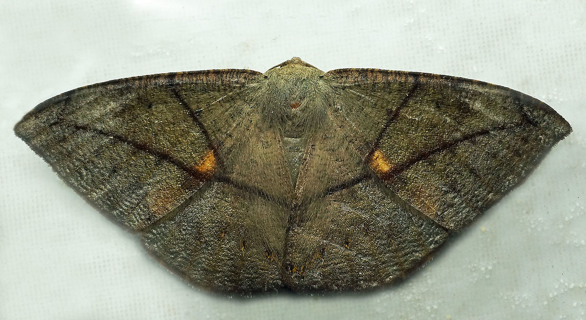 Oxydia trychiata Dapa, Valle Del Cauca<br />
2100 m Oxydia herbertina,Oxydia trychiata