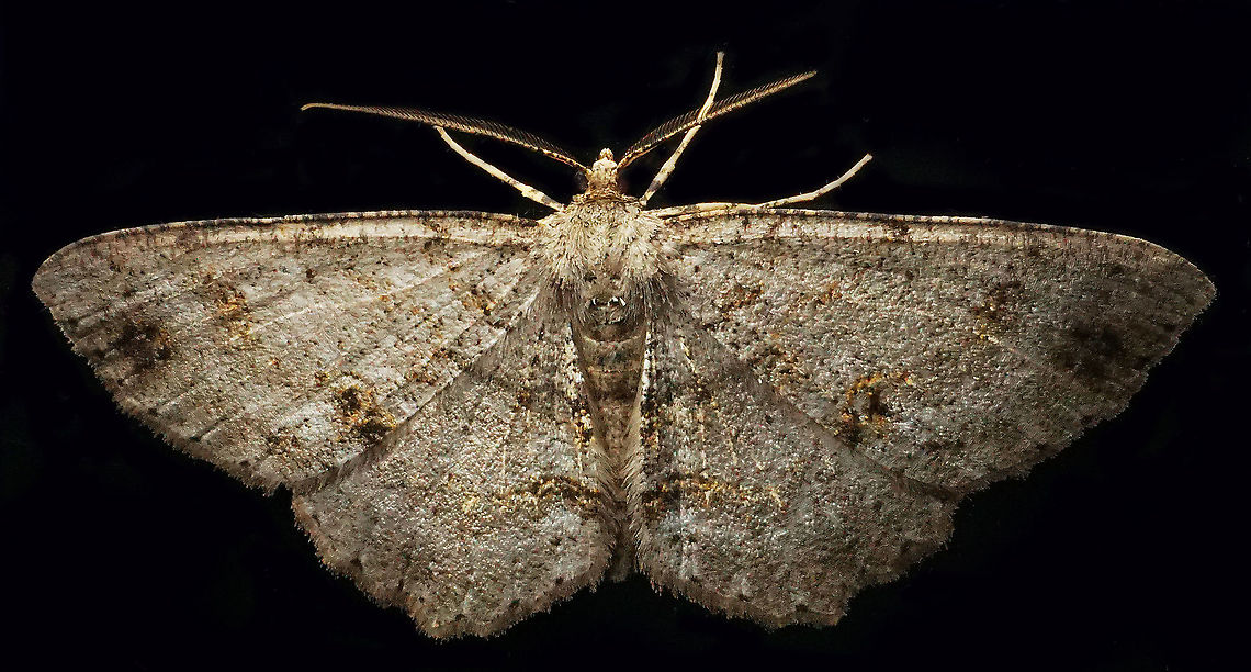 Melanolophia sp. Dapa, Valle Del Cauca<br />
2100 m<br />