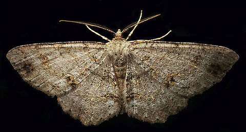 Melanolophia sp. Dapa, Valle Del Cauca
2100 m