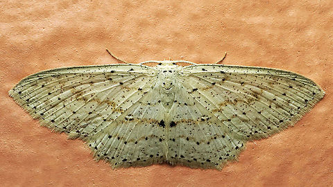 #899 Dapa, Valle Del Cauca
2100 m