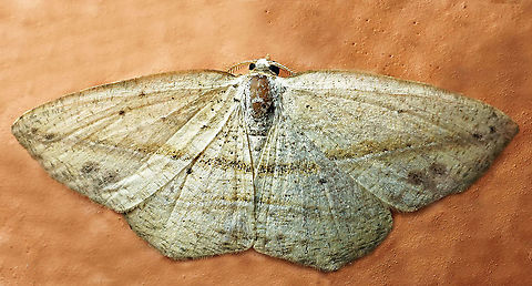 #900 Dapa, Valle Del Cauca
2100 m