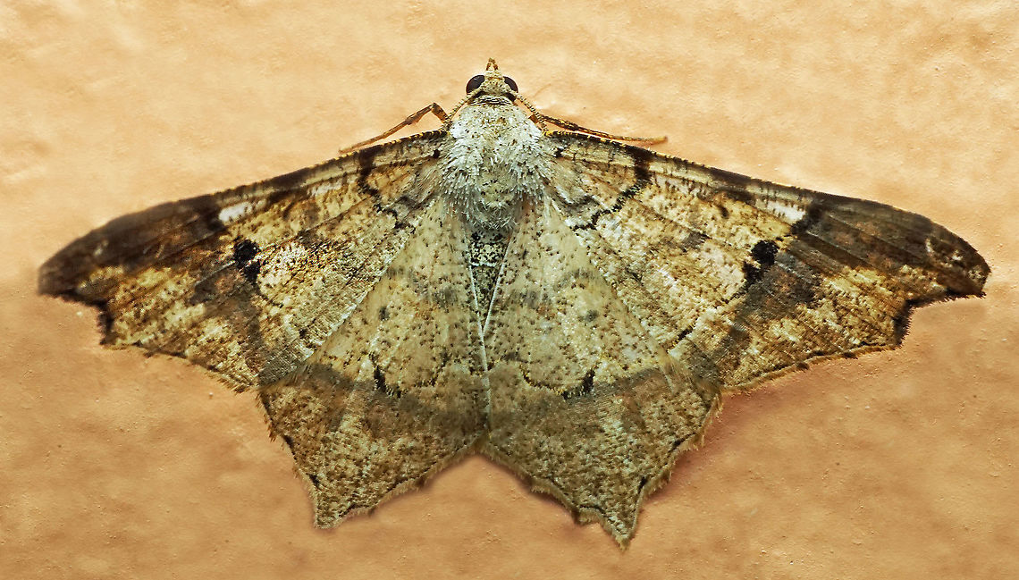 Macaria gambarina Dapa, Valle Del Cauca<br />
2100 m<br />
 Macaria gambarina