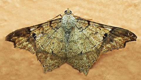 Macaria gambarina Dapa, Valle Del Cauca
2100 m
 Macaria gambarina