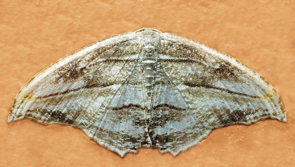 #901 Dapa, Valle Del Cauca<br />
2100 m