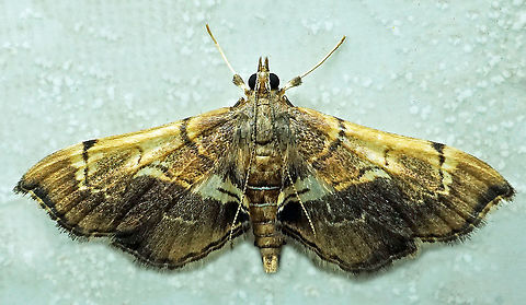 #902 Dapa, Valle Del Cauca
2100 m