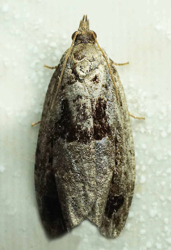 #903 Dapa, Valle Del Cauca<br />
2100 m