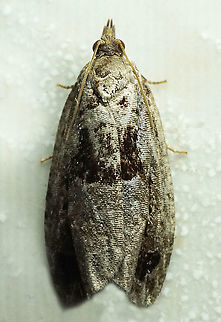 #903 Dapa, Valle Del Cauca
2100 m