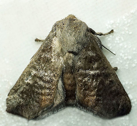 Isa sp. Dapa, Valle Del Cauca
2100 m