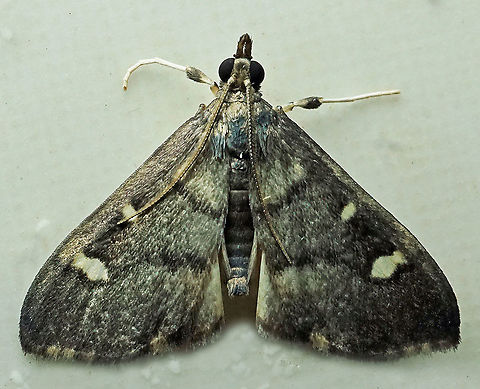 #905 Dapa, Valle Del Cauca
2100 m