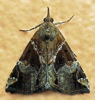 Hypena coatilis Dapa, Valle Del Cauca
2100 m Hypena coatilis