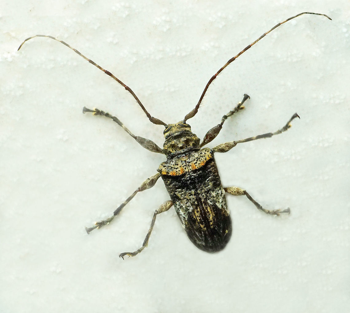 Oreodera sp. Dapa, Valle Del Cauca<br />
2100 m
